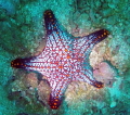  vibrant starfish off Pacific Coast Costa Rica Highlighted spot light. light  